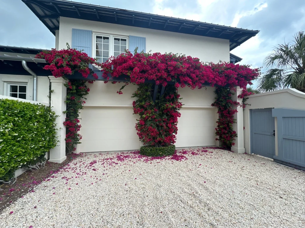 Magenta flowering vines trained across a garage facade with blue shutters and a gravel driveway